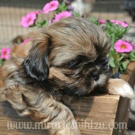 shih tzu whining shih tzu puppy information shih tzu whining shih tzu puppy information
