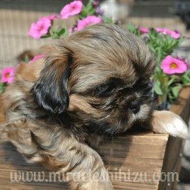 all about shih tzu puppies