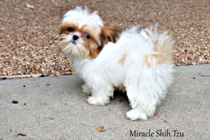 shih tzu lethargic shaking