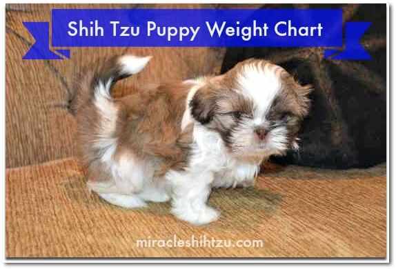 How Much Bigger Will 4 Month Old Shih Tzu Get?