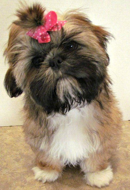 liver type shih tzu