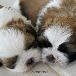 Shih-Tzu-Standard.jpg