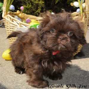 Chocolate colored Shih Tzu puppy is posing for the camera in front of an Easter basket