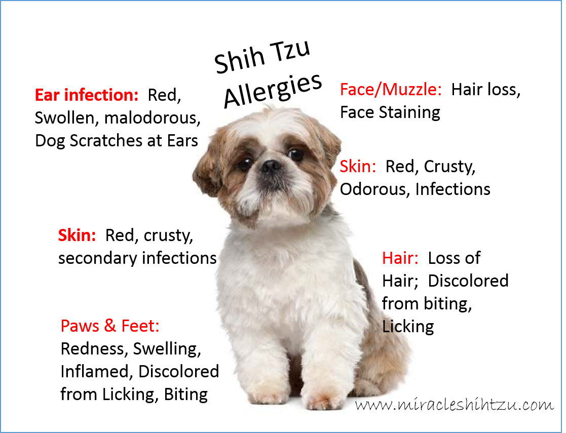 what do i do if my puppy has allergies