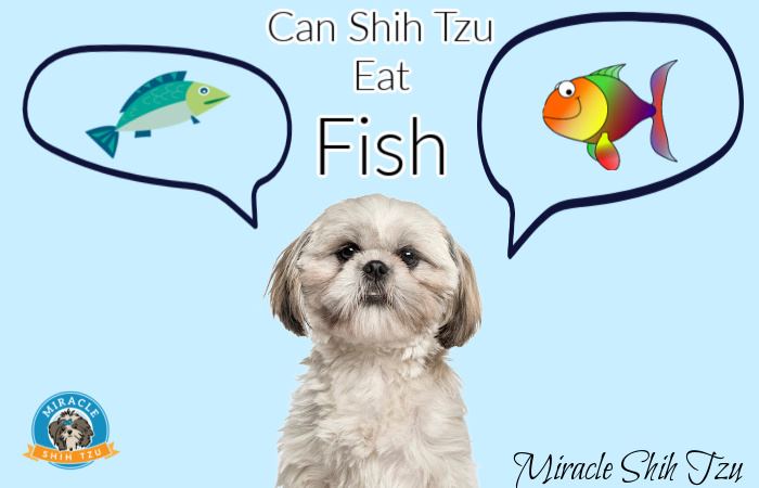 what fruits can shih tzu eat