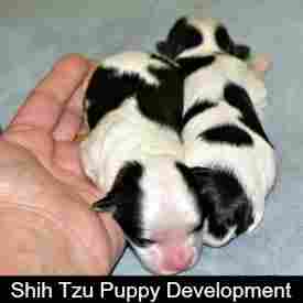 79+ Shih Tzu Baby Puppies