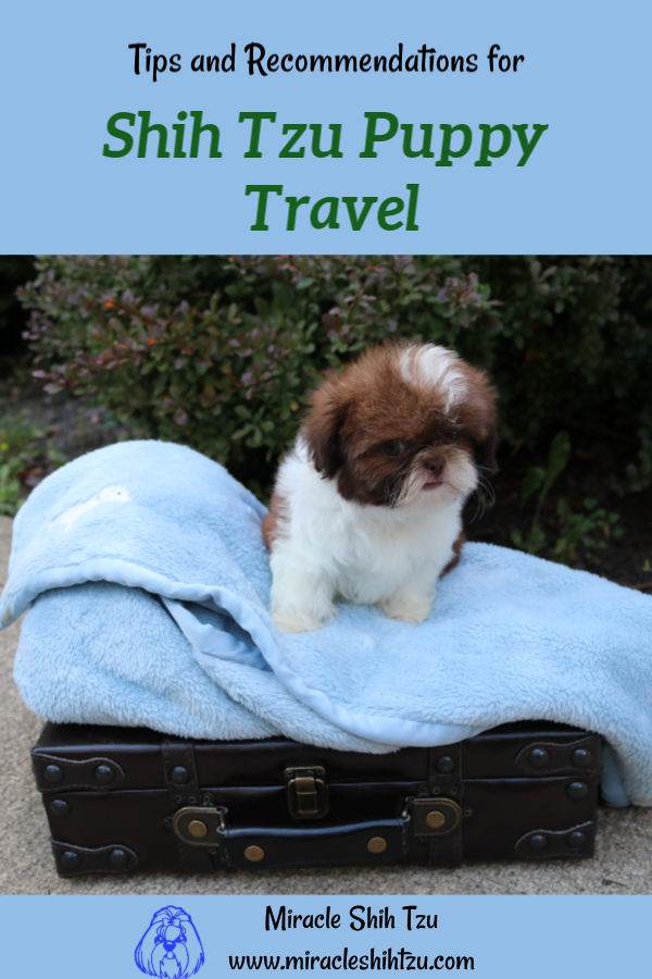 Shih Tzu Puppy Travel