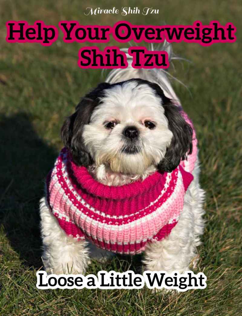 Shih clearance tzu fat