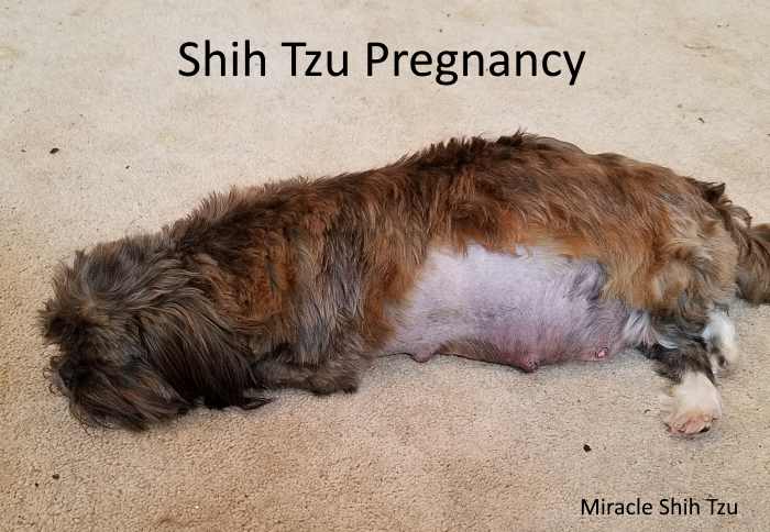 dog 36 days pregnant