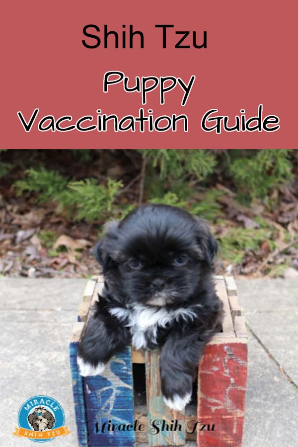 Shih Tzu Puppy Vaccination Guide Pin Image