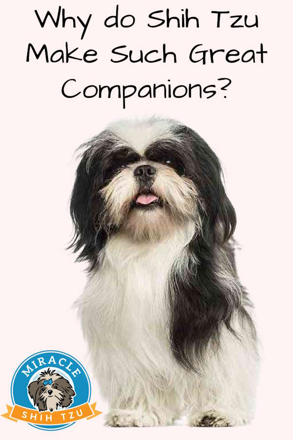 why Shih Tzu make good companions pin image
