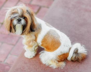 shih tzu dog care thumbnail image shih tzu dog care thumbnail image