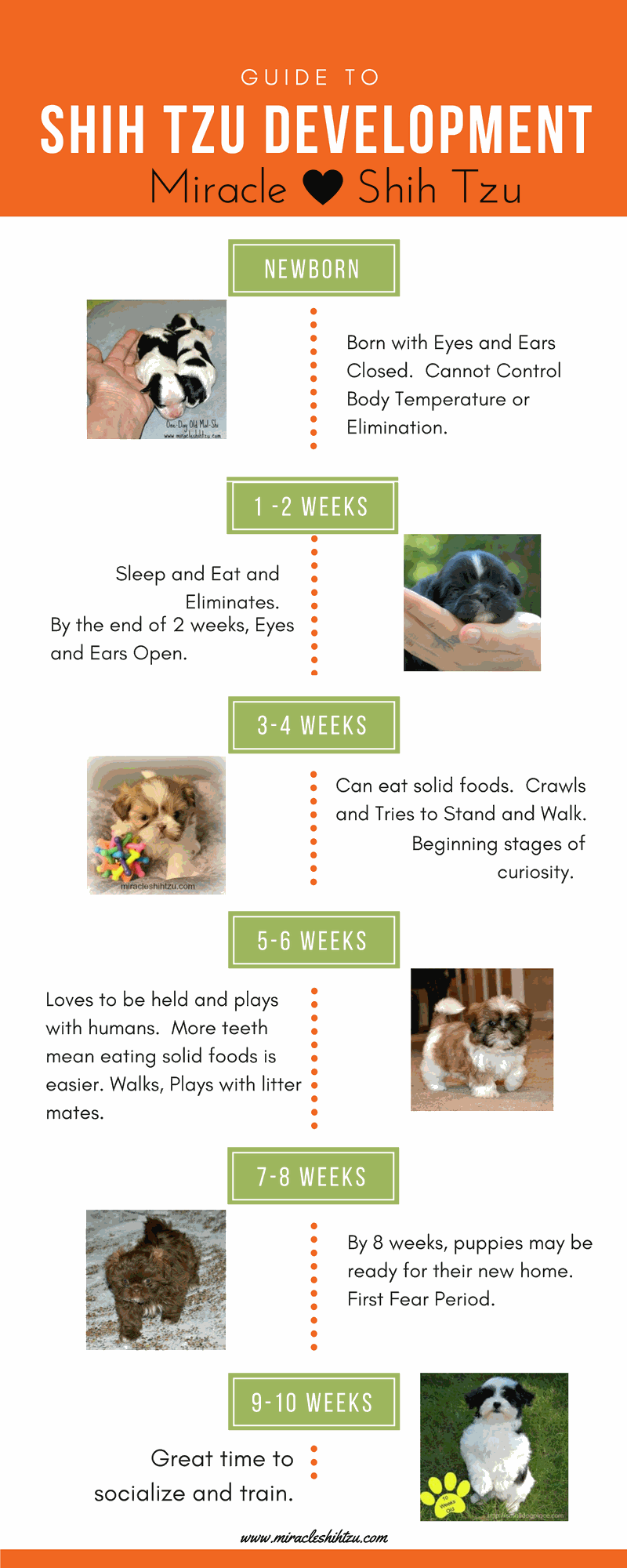 Shih Tzu Weight Growth Chart