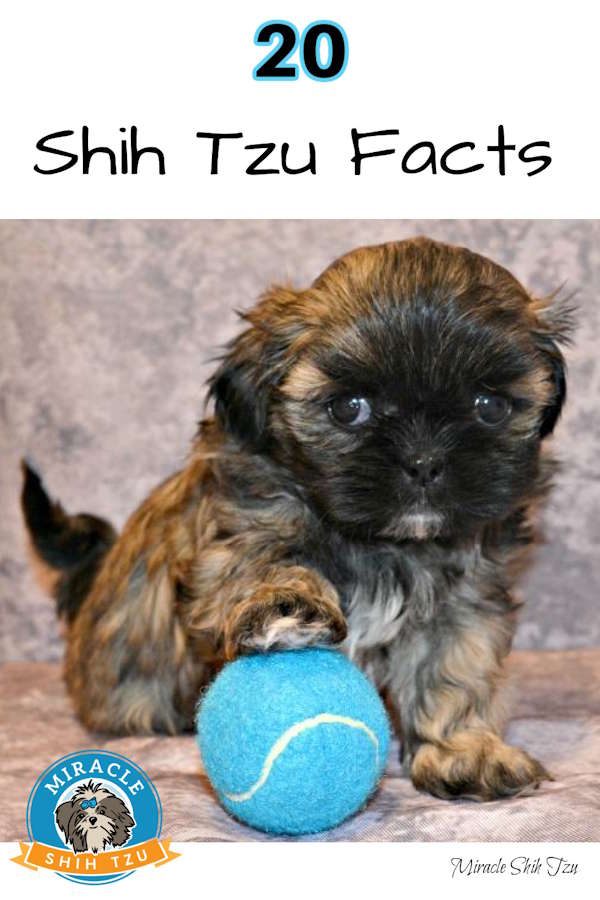 A young Shih Tzu puppy with his paw resting on a tennis ball, pin image