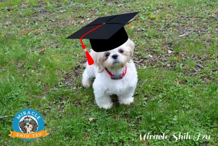A shih tzu sitting on the grass and wearing a graduation cap.