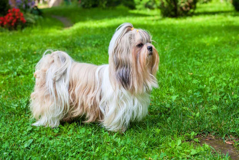 A Shih Tzu is standing in green grass A Shih Tzu is standing in green grass