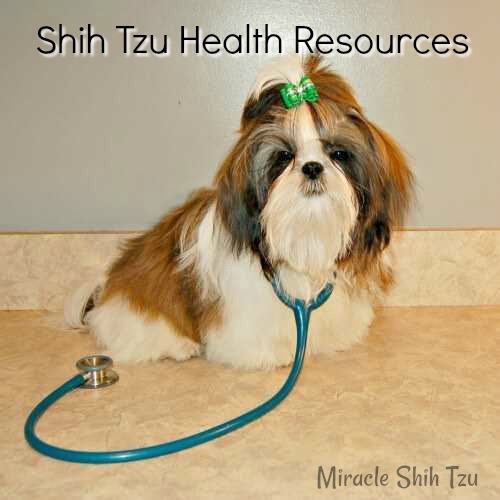 shih tzu lethargic shaking