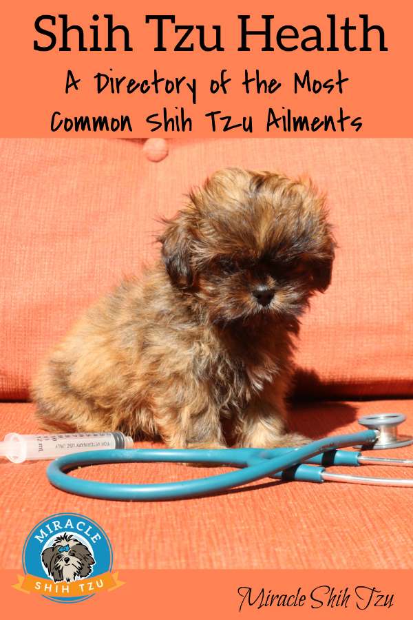 Shih Tzu puppy posing with a stethoscope and syringe