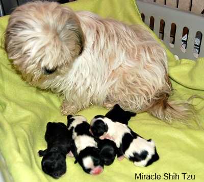 how old can shih tzu get pregnant