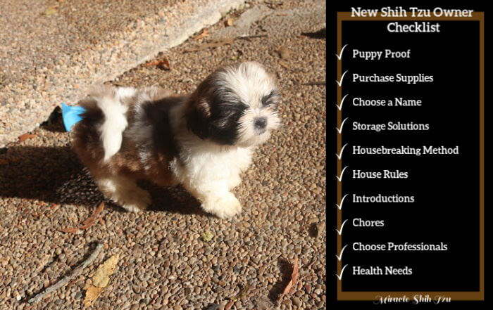 New Shih Tzu Owner Checklist From Planning To Welcoming To Enjoying