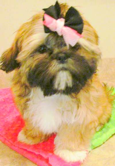 Shih Tzu Facts:  Hypoallergenic Breed