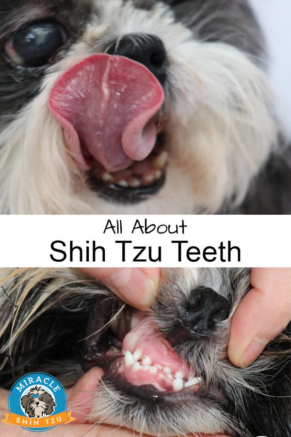 Shih Tzu Teeth Pin Image