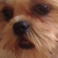 Cuidado de los ojos del Shih Tzu