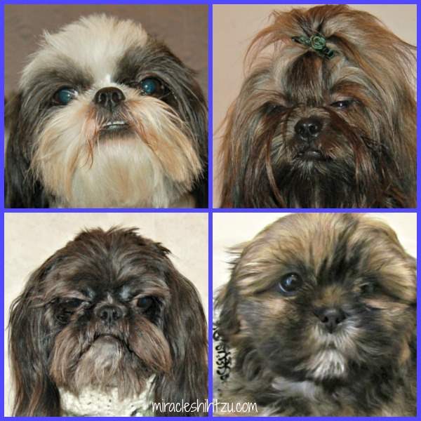 why do shih tzu eyes smell