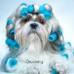 Shih Tzu Grooming