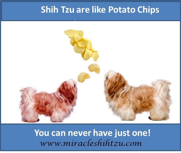 shih tzu not feeling well our favorite quotes shih tzu not feeling well our favorite quotes