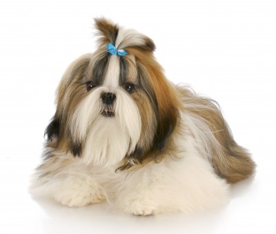 Shih Tzu Standard-AKC Description and 