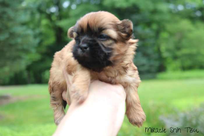 Two-week-old Shih Tzu Puppy Red, two-week Shih Tzu Puppy