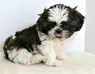 7 week old shih tzu puppy care