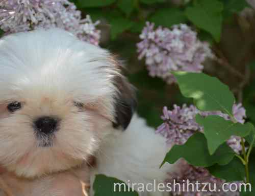 Breeding to Give Shih Tzu puppies to friends and family Breeding to Give Shih Tzu puppies to friends and family