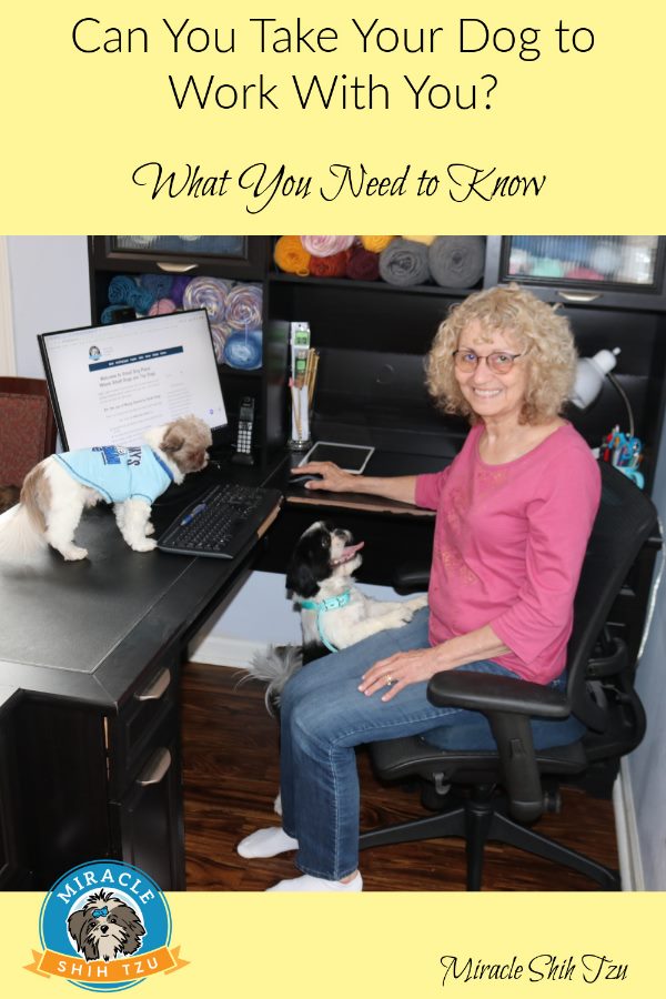 Woman is sitting at desk with one dog standing on the desk and other standing by her side.