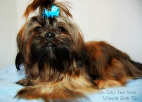 red brindle shih tzu