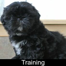 Shih Tzu Training Link