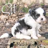 Teach your Shih Tzu to sit.