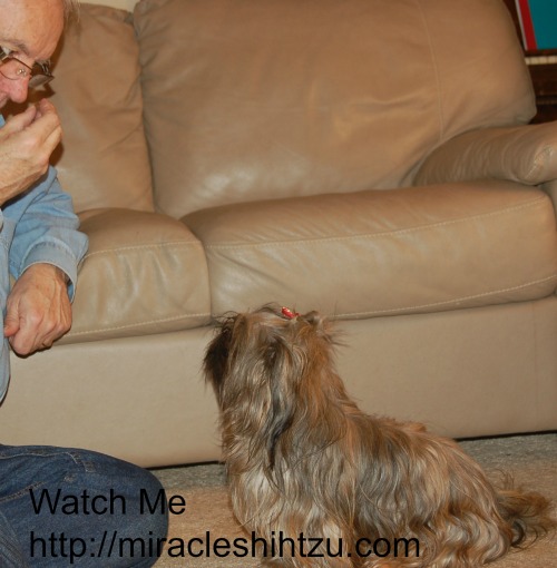 Teach Your dog the "Watch Me" command