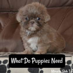 What do puppies need?