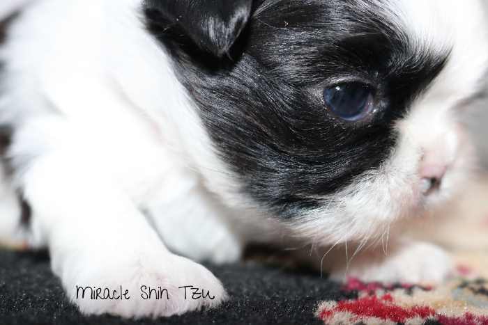Side view of a black and white Shih Tzu Puppy