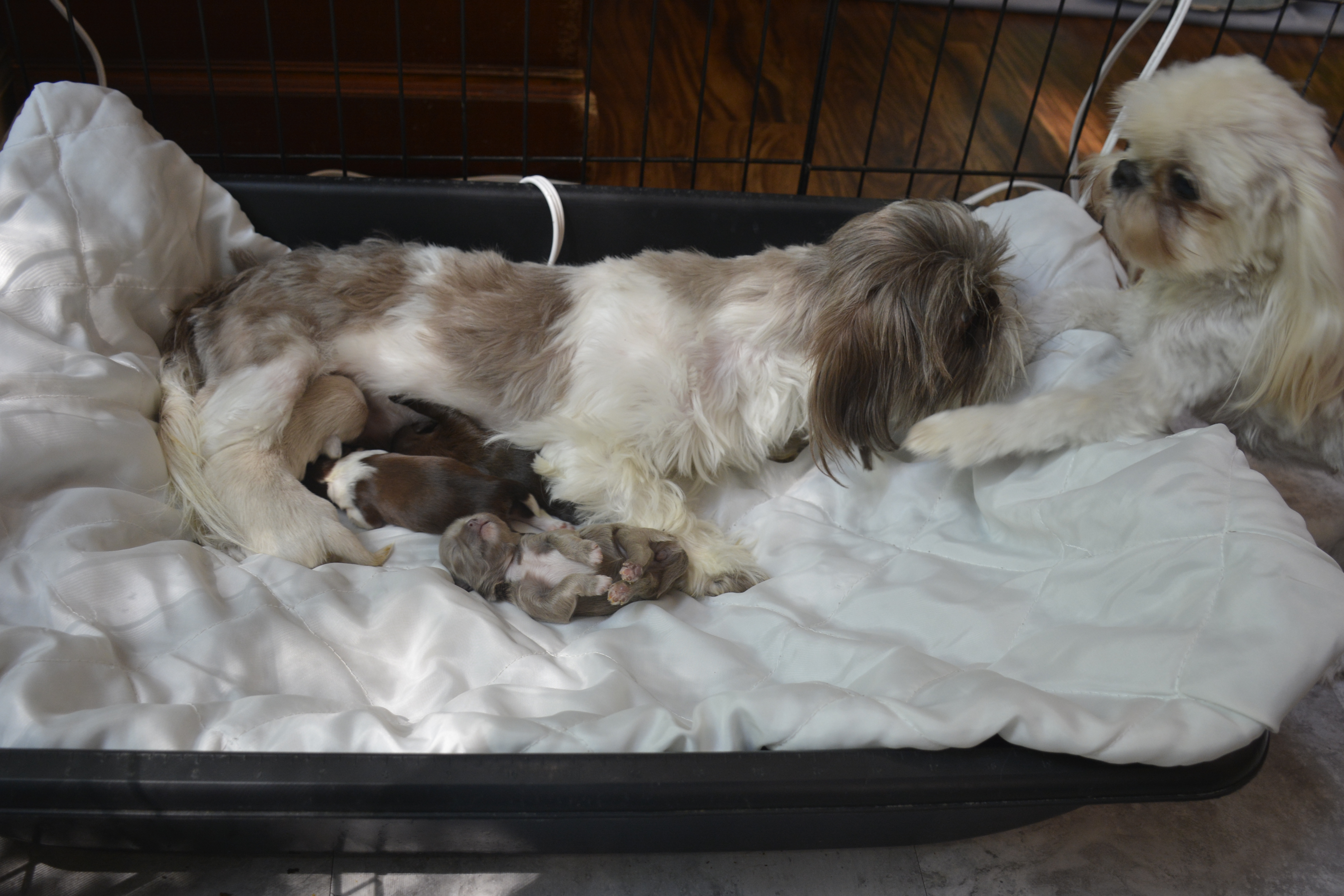 how can you tell if a shih tzu is pregnant