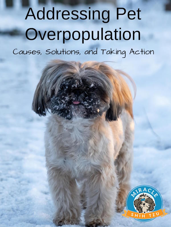 Addressing Pet Overpopulation Pin Shows a Shih Tzu in the Snow.