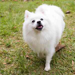 American Eskimo Dog Breed