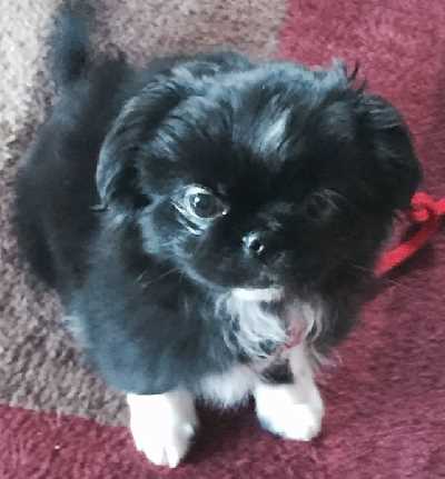 tibetan spaniel x shih tzu