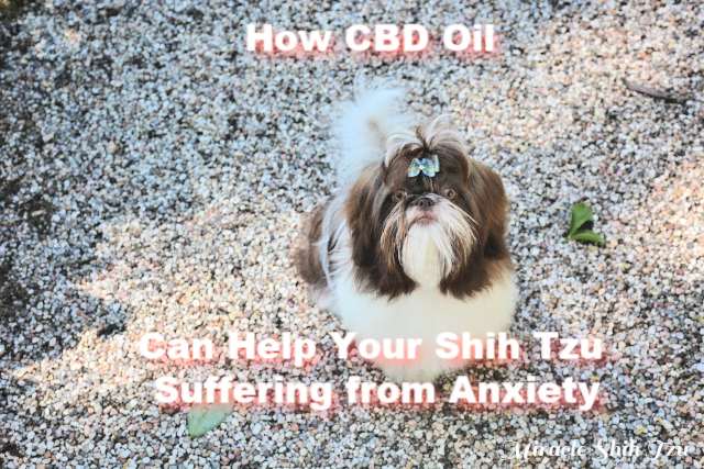 An anxious Shih Tzu is staring into the camera.