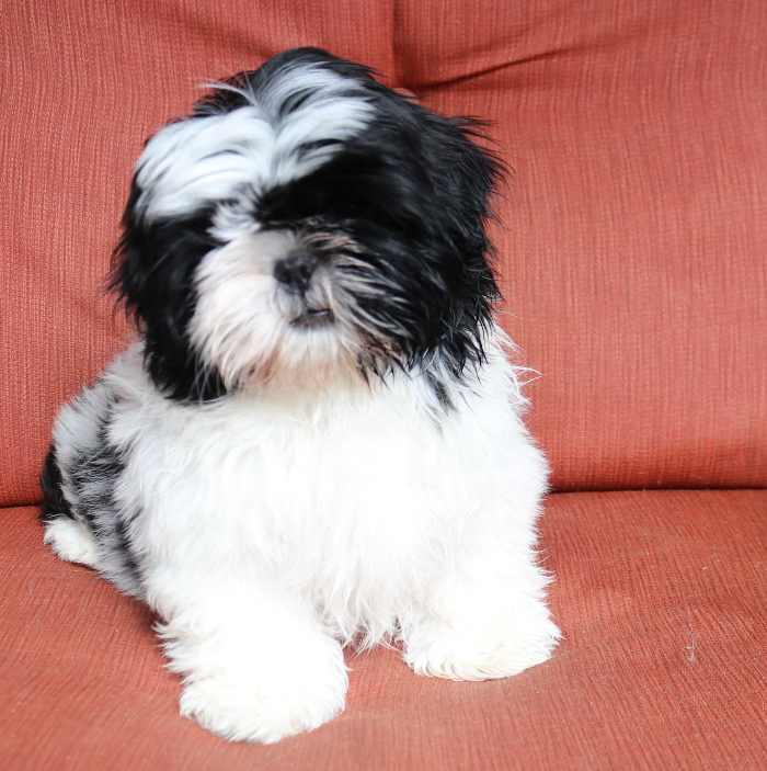 Puppys first haircut Look at this adorable shih tzu baby  follow my  Instagram account for more paytonwoof  rdoggrooming