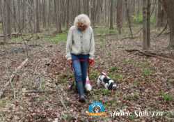 backpacking with your Shih Tzu in the woods backpacking with your Shih Tzu in the woods