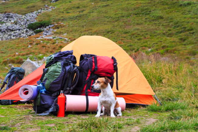 A dog is sitting in front of a tent, backpacks and other camping gear.