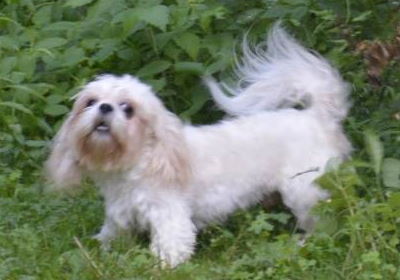 Shih tzu aggressive best sale behavior